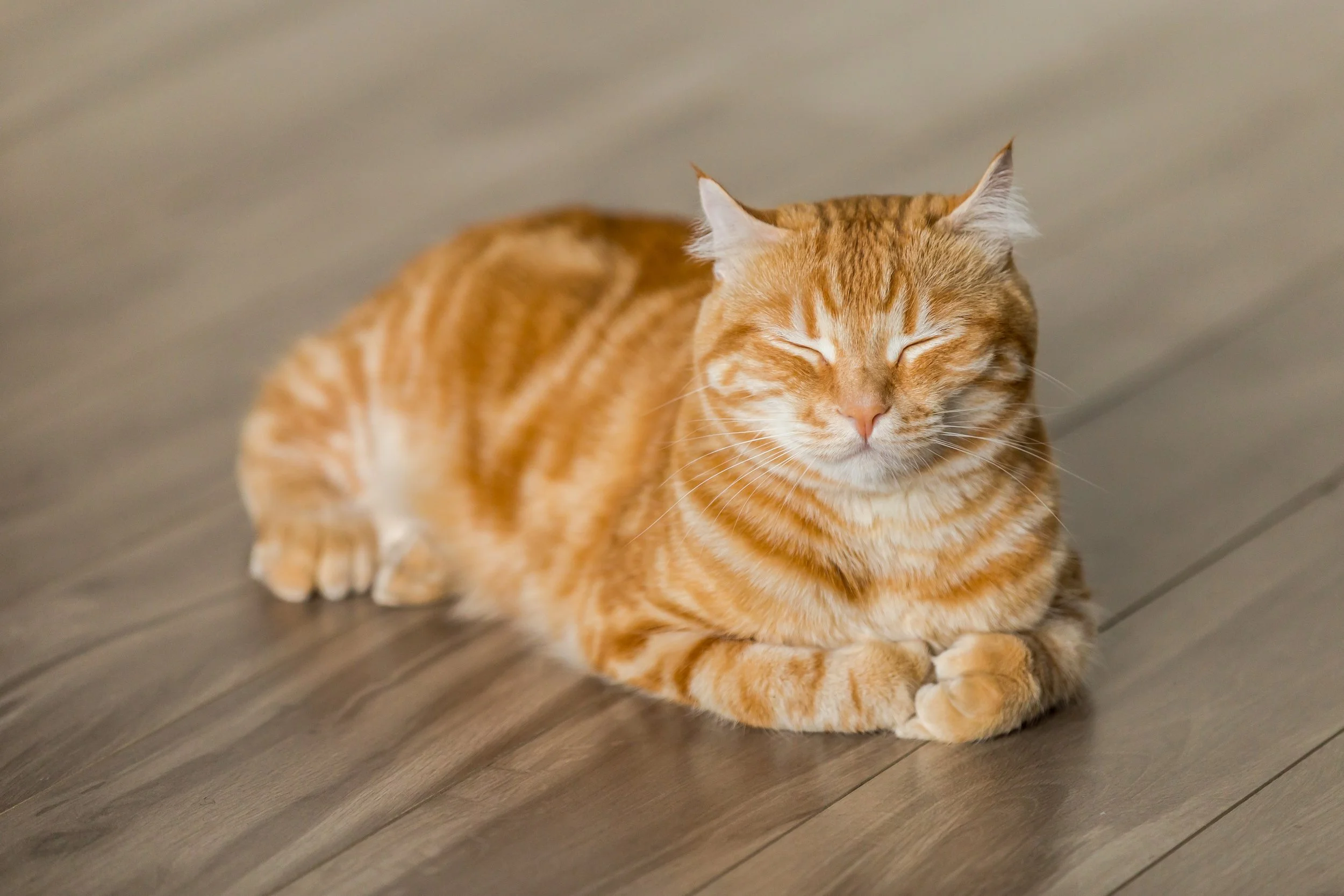 Photo of my spirit animal